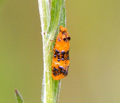 Adult &bull; Malpass, Worcs. &bull; &copy; Paul Nicholas