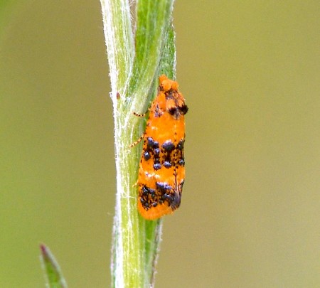 Commophila aeneana