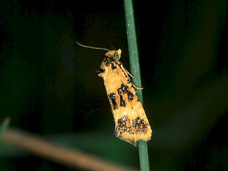 Commophila aeneana