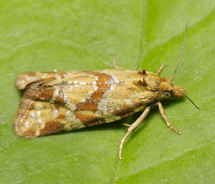 Adult &bull; Surrey &bull; &copy; Tristan Bantock