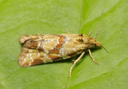 Aethes hartmanniana