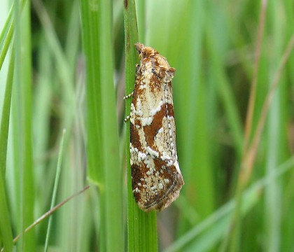 Adult &bull; Bentley Wood, Wiltshire. June. &bull; &copy; John Martin