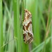 Adult • Bentley Wood, Wiltshire. June. • © John Martin