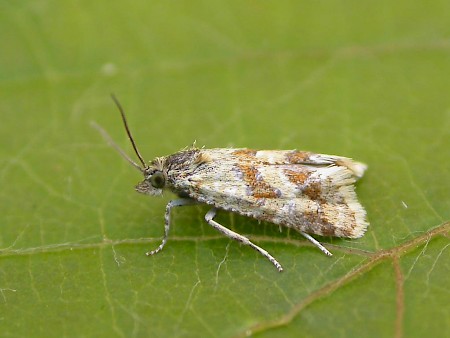 Aethes williana