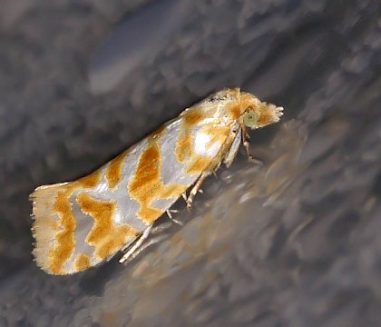 Adult &bull; Jutland Denmark &bull; &copy; Erik Vang Nielsen