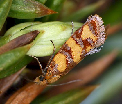 Adult &bull; Arkle, West Sutherland &bull; &copy; Bob Heckford