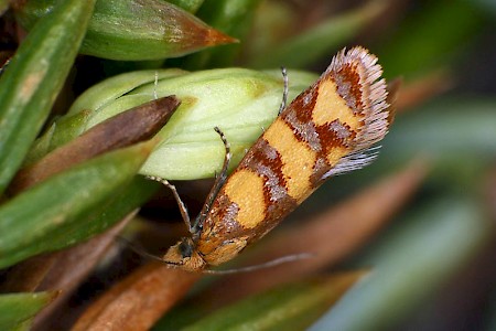 Aethes rutilana