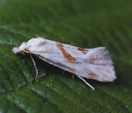 Adult &bull; Littleborough, Lancashire &bull; &copy; Ian Kimber