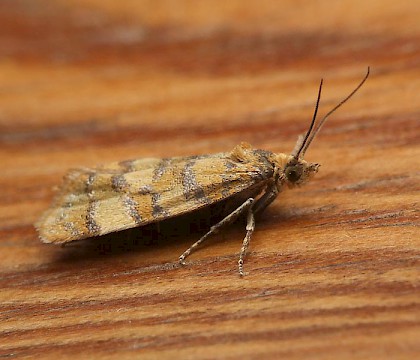 Adult &bull; Eype, Dorset &bull; &copy; Helen Bantock