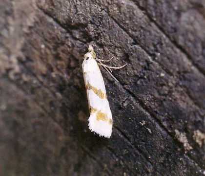 Adult &bull; Grays, Essex &bull; &copy; Ian Kimber