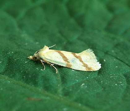 Adult &bull; Dordogne, France &bull; &copy; Ian Kimber