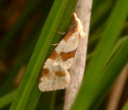 Adult &bull; Langstrothdale, North Yorkshire &bull; &copy; Rob Petley-Jones