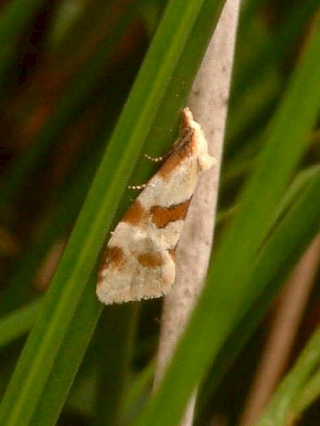 Aethes cnicana