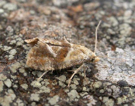 Cochylidia rupicola