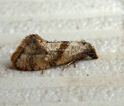 Adult &bull; Creon D