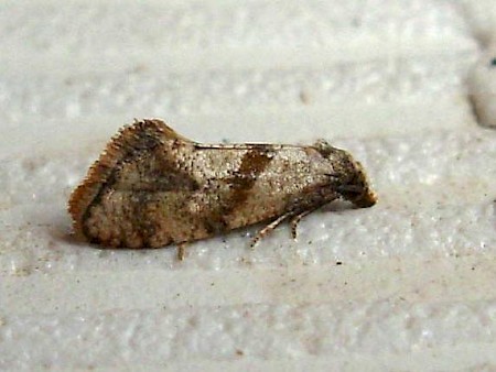 Cochylidia heydeniana