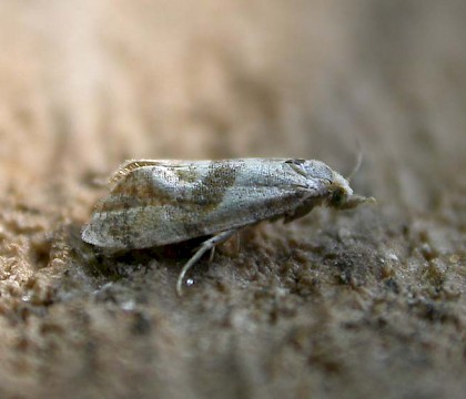 Adult &bull; Hellerup, Denmark &bull; &copy; Donald Hobern