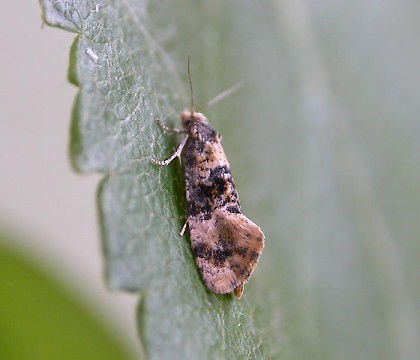 Adult &bull; Newhey, Lancashire &bull; &copy; Ian Kimber