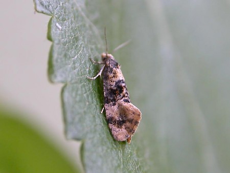 Cochylis nana