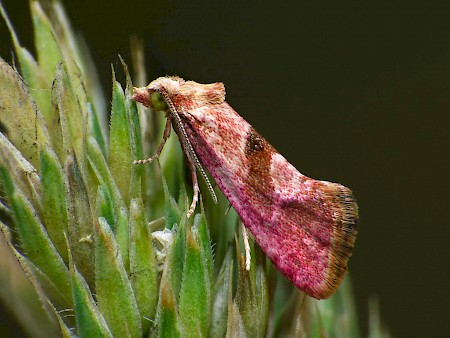 Cochylis roseana