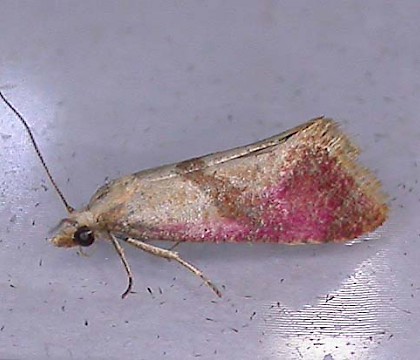 Adult &bull; Little Hidden Farm, Hungerford, W. Berks &bull; &copy; Jan Haseler