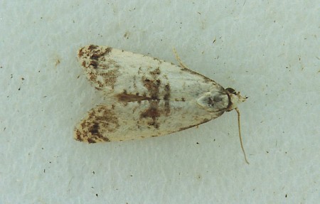 Cochylis hybridella