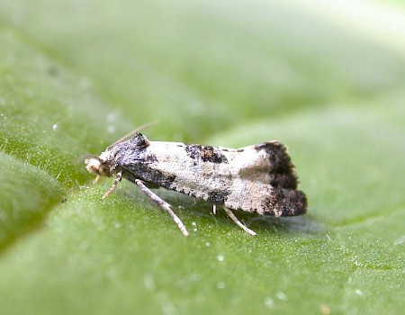 Cochylis dubitana