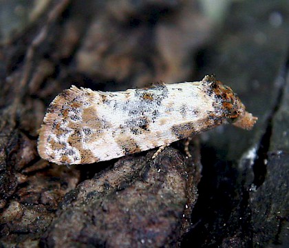 Adult &bull; Woodford Green, Essex &bull; &copy; Robin Barfoot