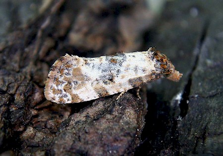 Cochylis molliculana