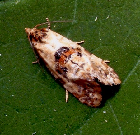 Cochylis molliculana