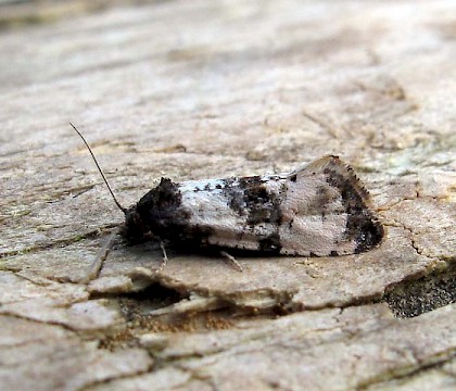 Adult &bull; Lancashire &bull; &copy; Geoff Riley