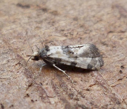 Adult &bull; Hengistbury Head, Dorset &bull; &copy; Mike Jeffes