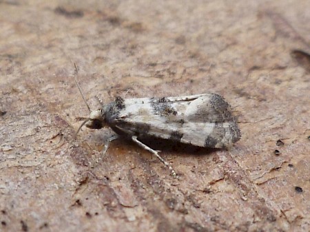 Cochylis pallidana