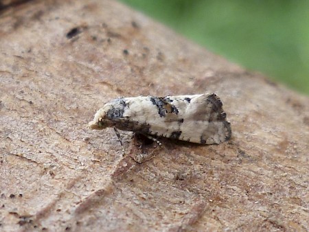 Cochylis pallidana