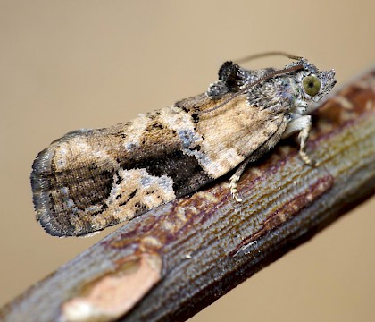 Adult &bull; Lower Kites Wood, Worcs. &bull; &copy; Oliver Wadsworth
