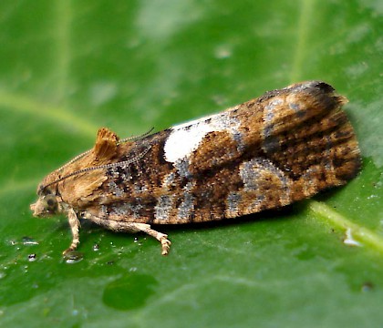Adult &bull; Norbury Wood, Runcorn, Cheshire &bull; &copy; Jeff Clarke