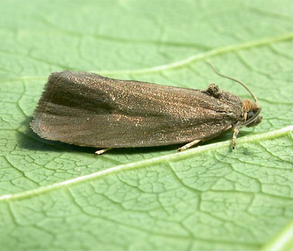 Typical form &bull; Pickworth Woods, Leics. &bull; &copy; Andy Mackay