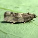 f. whalhomiana • Pickworth Woods, Leics. • © Andy Mackay