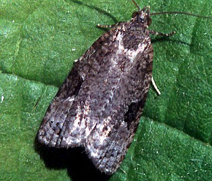 Adult &bull; Gower, Glamorgan &bull; &copy; David Painter