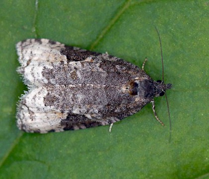 Adult &bull; Ringebu Oppland, Norway &bull; &copy; Svein Bekkum