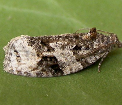 Adult &bull; Eye, Suffolk &bull; &copy; Paul Kitchener