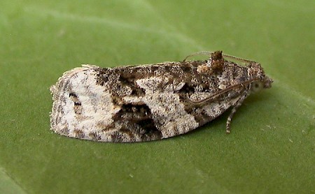 Apotomis lineana