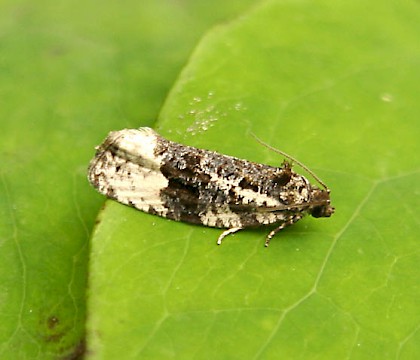 Adult &bull; Norbury Wood, Runcorn, Cheshire &bull; &copy; Jeff Clarke