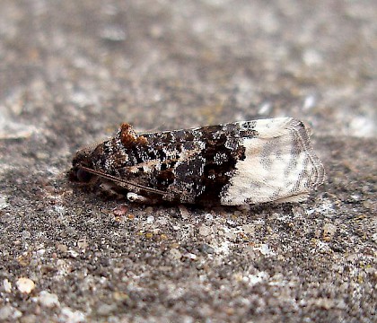 Adult &bull; Nantyffyllon, Maesteg, Glamorgan &bull; &copy; Paul Parsons