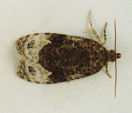 Adult &bull; &copy; Jack Astley