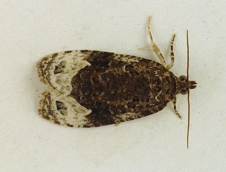 Apotomis capreana