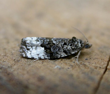 Adult &bull; Hellerup, Denmark &bull; &copy; Donald Hobern