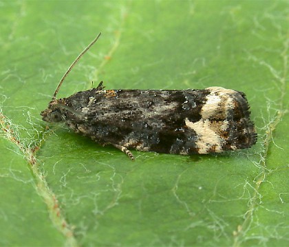 Adult &bull; Charnwood Lodge NR, Leics. &bull; &copy; Andy Mackay