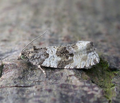 Adult &bull; Elland, W. Yorks &bull; &copy; Ian Kimber