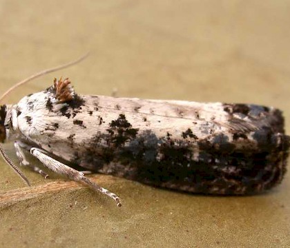 Adult &bull; Thetford, Norfolk &bull; &copy; Perry Hampson